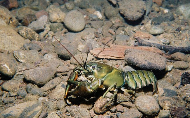 ウチダザリガニ はどんな味 通販で購入した物と阿寒湖で茹でたての物を食べ比べてみました 東京下町 ひとり飯