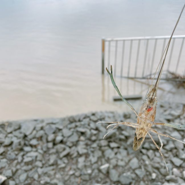 テナガエビ釣りが初めてでも絶対釣れる ベストシーズン や 最適な餌 釣り方のコツ について 荒川での釣り体験記録 東京下町 ひとり飯