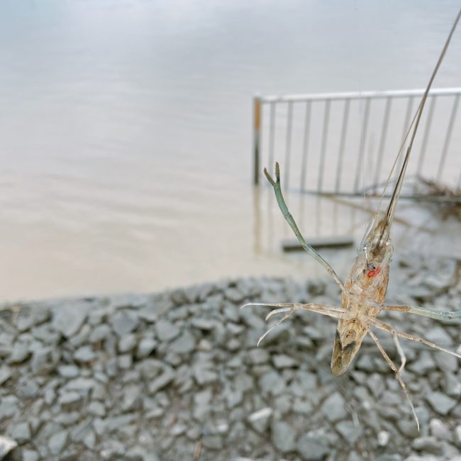 テナガエビ釣が初めてでも絶対釣れる 餌や釣り方のコツ ２０２０年 東京下町 ひとり飯