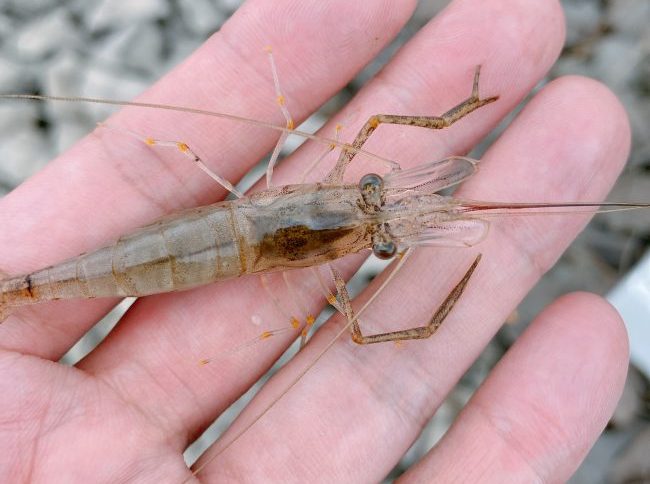 荒川で釣った テナガエビ ってどんな味 ３種類の調理方法で食べてみた 東京下町 ひとり飯