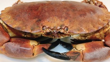 From 上野アメ横「ロッククラブ(カニ)」美味しかったのでオススメ!