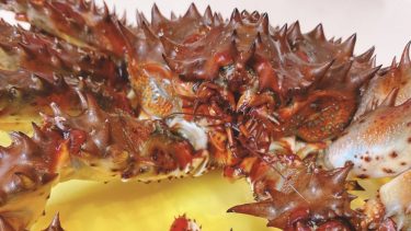 【花咲蟹】北海道で水揚げされる夏限定のレアな蟹　”ハナサキガニ”はどんな味？