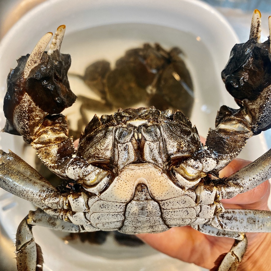 秋の味覚 モクズガニ ってどんな味 食べ方と正直な味の感想 モクズガニの炊き込みご飯の作り方付き 東京下町 ひとり飯