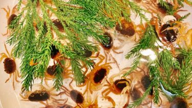 【サワガニ】って一体どんな味?唐揚げ・素揚げ・甘露煮の3種類の料理方法でサワガニを食べてみた