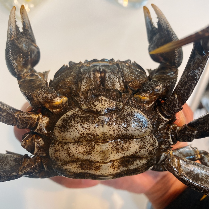 秋の味覚 モクズガニ ってどんな味 食べ方と正直な味の感想 モクズガニの炊き込みご飯の作り方付き 東京下町 ひとり飯