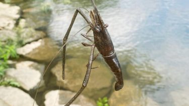 テナガエビ釣りが初めてでも絶対釣れる ベストシーズン や 最適な餌 釣り方のコツ について 荒川での釣り体験記録 東京下町 ひとり飯