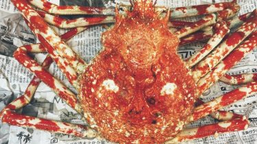 【タカアシガニ】世界最大級の蟹”タカアシガニ”をふるさと納税で取り寄せて食べてみた ”一体どんな味？”