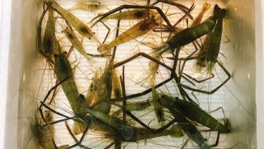 テナガエビ釣りが初めてでも絶対釣れる!”ベストシーズン”や”最適な餌”・”釣り方のコツ”について(@荒川での釣り体験記録)