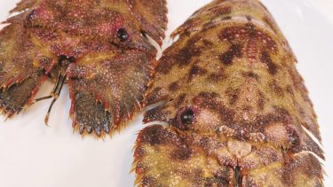 【ゾウリエビ】ってどんな味？とても珍しい「ゾウリエビ」の食べ方と味について