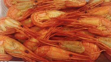 【ホッカイシマエビ（ホッカイエビ）】”エビの塩茹で”の概念が覆る 東北海道名物の超絶品エビ