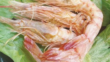 【ベニガラエビ】珍しいのに安くて美味しい深海エビの”お刺身”と”塩焼き” ”素揚げ”の味